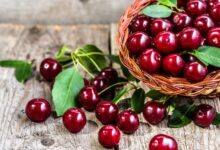 The Health Benefits of Cherries