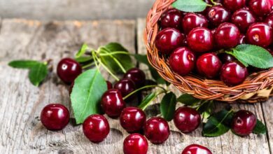 The Health Benefits of Cherries